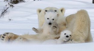 Привет, медведи: потрясающие фотографии белой медведицы и ее детенышей (9 фото)