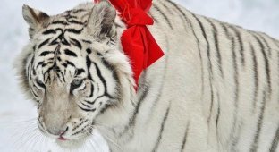 Рождество в зоопарке (24 фото)