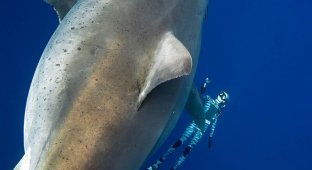 Дип Блю - самая огромная белая акула в мире. Уникальные фото гиганта (8 фото + 1 видео)
