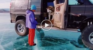 Смешной пес, который очень боится льда