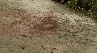 Почему муравьи маршируют по кругу, пока не умрут (3 фото)