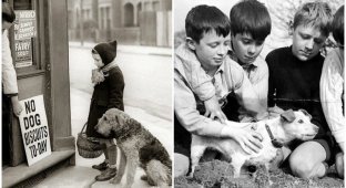 Четвероногие жертвы второй мировой: в ходе войны в Англии уничтожили 2 миллиона домашних животных (6 фото)