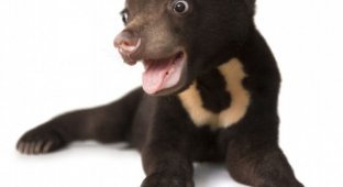 Первая фотосессия самого милого медвежонка в мире (12 фото)