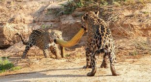 Самка ягуара и ее детеныш дерутся из-за добычи - 5-метровой анаконды (6 фото)
