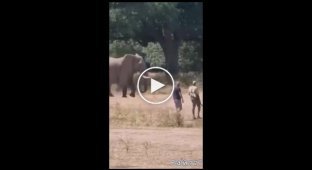 Слон проверил на прочность нервы рейнджеров в ЮАР
