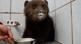 В Ленинградской области спасают раненного маленького медвежонка (3 фото)