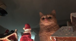 Грозный кот над игрушечным рождественским городом стал новым мемом (18 фото)