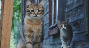 Очень колоритные уличные коты (20 фото)