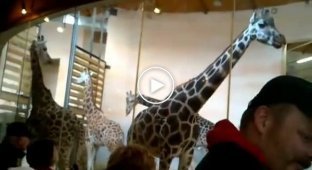 Падение жирафа