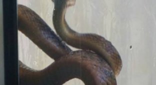 Змееловы вытаскивают десятки опасных змей из домов австралийцев после циклона (16 фото)