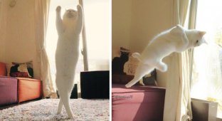Эта кошка танцует так, будто никто ее не видит (9 фото)