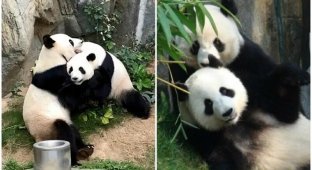 Благодаря карантину панды из Гонконга спарились впервые за 10 лет жизни вместе (4 фото)