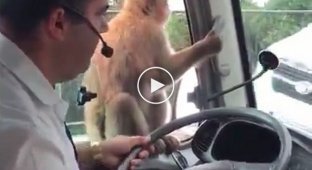 Хитрая обезьянка из Испании оставила водителя автобуса без обеда