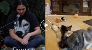 Прославившийся ремиксами на видео с животными музыкант выпустил трек с разговорчивым хаски