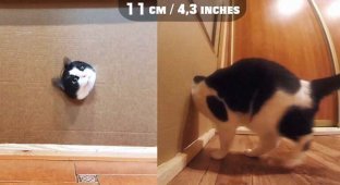 Каким должен быть минимальный проход для обычной кошки? (4 фото + 1 видео)
