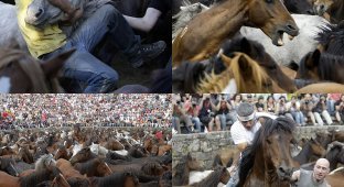 Укрощение лошадей: Фестиваль Rapa das Bestas (29 фото)