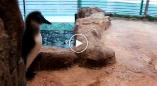Пингвинёнок Чуди из красноярского зоопарка знакомится с сородичами