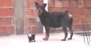 Ротвейлер и маленький котенок
