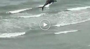 Над пляжем пролетела хищная птица с огромной рыбой в когтях