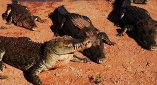 Кормешка крокодилов (28 фото)