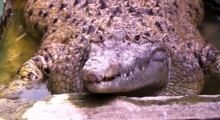 Домашний крокодил: в индонезийской семье 20 лет живет 200-килограммовая рептилия (3 фото + 1 видео)