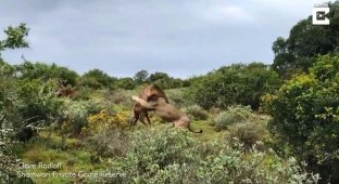 Жестокая дикая природа: Львы убивают новорожденного жирафа (2 фото + 1 видео)