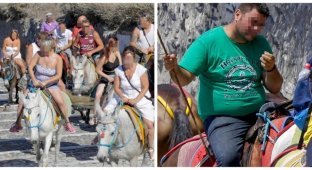Толстым туристам в Греции запретили кататься на ослах (5 фото)