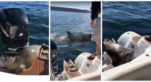 Испуганный до смерти тюлень запрыгнул в лодку к рыбакам чтобы спастись от голодных косаток (1 фото + 3 видео)