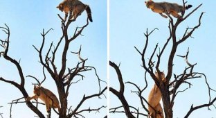 Спасаясь от степной рыси, дикая кошка совершила невероятный прыжок (4 фото)