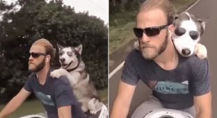 Собака-байкер в очках покоряет Гавайи! (5 фото + 1 видео)