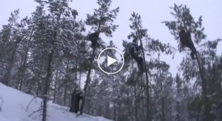 Шведские любители деревьев