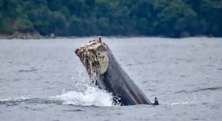 Бедный кит остался без хвоста, попав в брошенную рыбацкую сетку (4 фото + 1 видео)