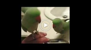 Попугаи разговаривают по телефону