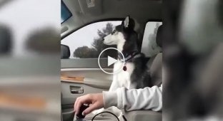 Смешная подборка видео с собаками породы Хаски