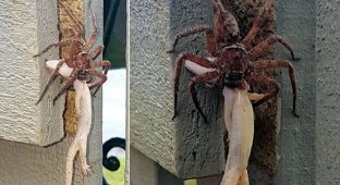 Шокирующее зрелище: паук-волк пожирает геккона (4 фото)