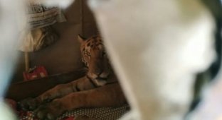 Тигрица в Индии пробралась в дом и расположилась на кровати (2 фото)