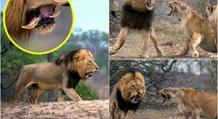 Царь зверей потерял зуб после схватки с львицей (7 фото)
