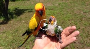 Папа-попугай пытается кормить птенца после гибели матери