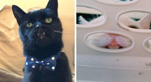 18 случаев, когда коты показали свои острые зубки и вызвали у людей неподдельное умиление (19 фото)