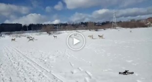 Лыжной палкой отмахиваться от бродячих собак