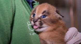 В Орегонском зоопарке впервые показали детенышей каракала (8 фото)