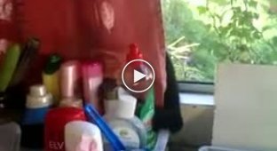 Говорящий кот дебоширить на кухне