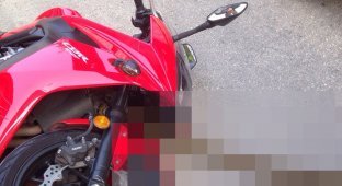 Мотоциклист обнаружил лишнего пассажира во время движения (4 фото)