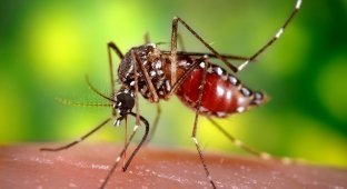 Почему комаров нельзя уничтожить? (3 фото)