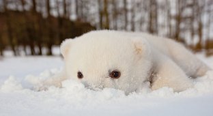 Животные, которые видят снег впервые в жизни (20 фото)
