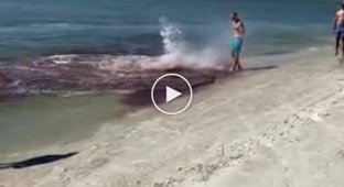 Атака дельфина на акулу