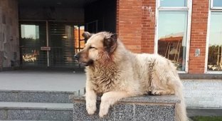 Бездомный пёс Кефир из Соснового Бора, стал лучшей собакой России (4 фото)