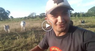 Коровы устроили погоню за мотоциклистом по полю в Бразилии