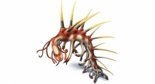 Странная анатомия: 5 необычных существ, живших в кембрийский период (5 фото)