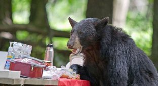 Голодный медведь помешал семейному пикнику (6 фото)
